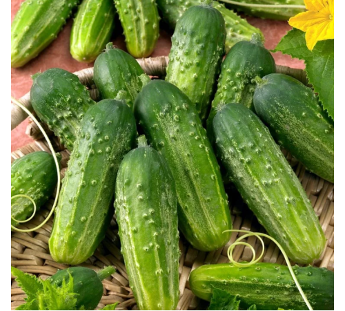Семена Огурец Монастырский, 1 г. Семена Огурец Монастырский, 1 г.