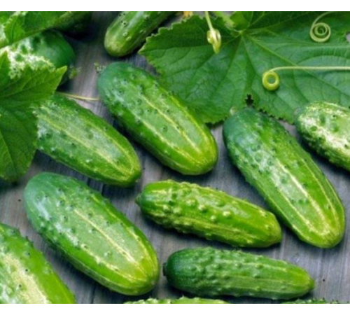 Семена Огурец Кустовой, 1 г. Семена Огурец Кустовой, 1 г.