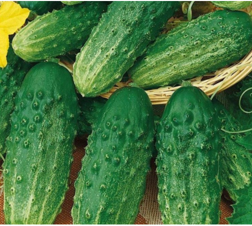 Семена Огурец Конкурент, 1 г. ОС Семена Огурец Конкурент, 1 г. ОС