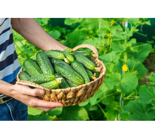 Семена Огурец Кустовой корнишон, 1 г. ОС Семена Огурец Кустовой корнишон, 1 г. ОС