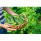 Семена Огурец Кустовой корнишон, 1 г. ОС