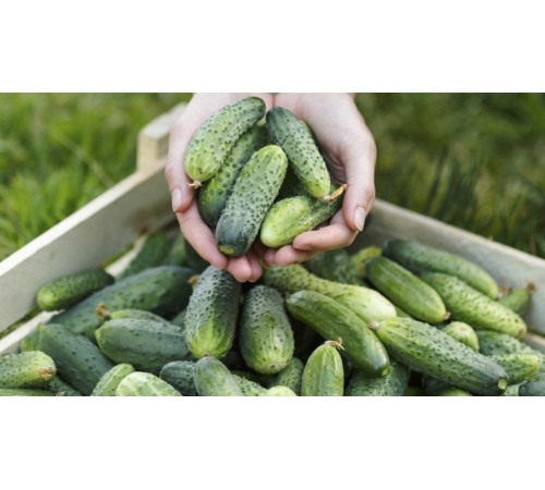 Семена Огурец Кустовой корнишон, 1 г. ОС Семена Огурец Кустовой корнишон, 1 г. ОС