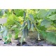 Семена Огурец Кустовой корнишон, 1 г. ОС