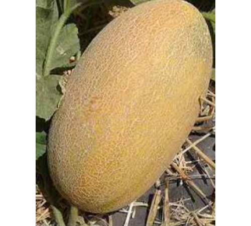 Семена Дыня Амал, 1 г. ОС