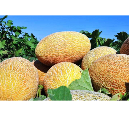 Семена Дыня Амал, 1 г. ОС