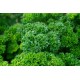 Семена Петрушка Парамоунт, кучерявая, 2 г.