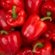 Семена Перец сл. Калифорнийское чудо красное, 0,25 г.