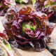 Семена Салат Четыре сезона, кочанный, 1 г.