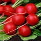 Семена Редис Ранний красный, 2 г. ОС