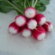 Семена Редис Красный с белым кончиком, 2 г.