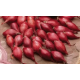 Семена Лук репчатый Тропик, 1 г.