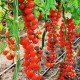 Семена Томат Виноградный, 0,1 г.