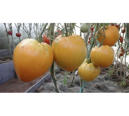 Семена Томат Золотые купола, 0,1 г. Семена Томат Золотые купола, 0,1 г.