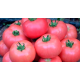 Семена Томат Ранняя любовь, 0,1 г. ОС