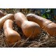 Семена Тыква Арабатская, мускатная, 3 г.