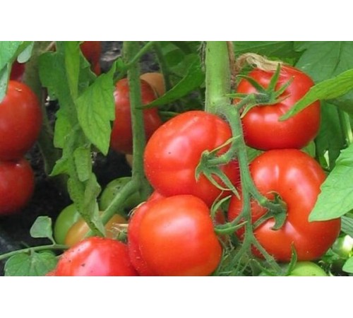 Семена Томат Король Ранних, 0,1 г. Семена Томат Король Ранних, 0,1 г.