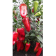 Семена Перец сл. Красный великан, 0,25 г.