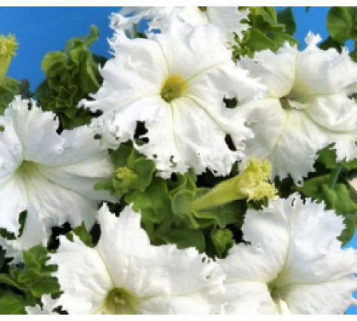 Семена Петуния Снежная королева F1, 10 шт.