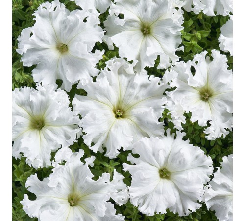 Семена Петуния Снежная королева F1, 10 шт.