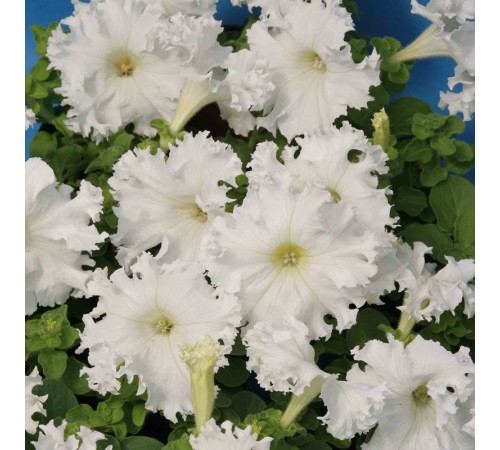 Семена Петуния Снежная королева F1, 10 шт.