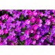 Семена Обриета лиловая, 0,05 г.