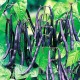 Семена Эконом пак. - Фасоль Парпл Типпи, кустовая, 20 г.
