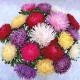 Семена Астра Краллен, смесь, 0,25 г.